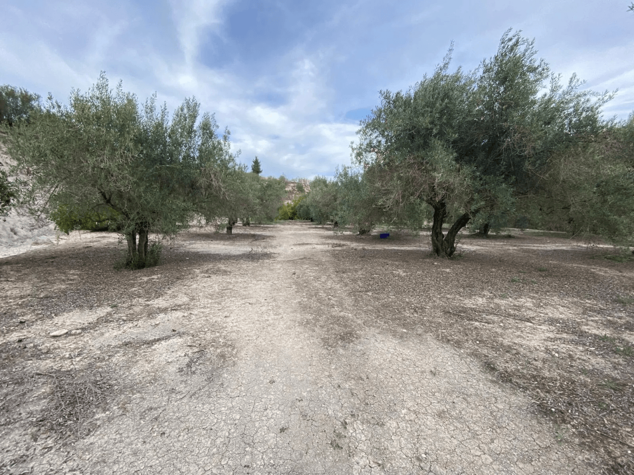 Parcela à la vente à Albaida, Valencia