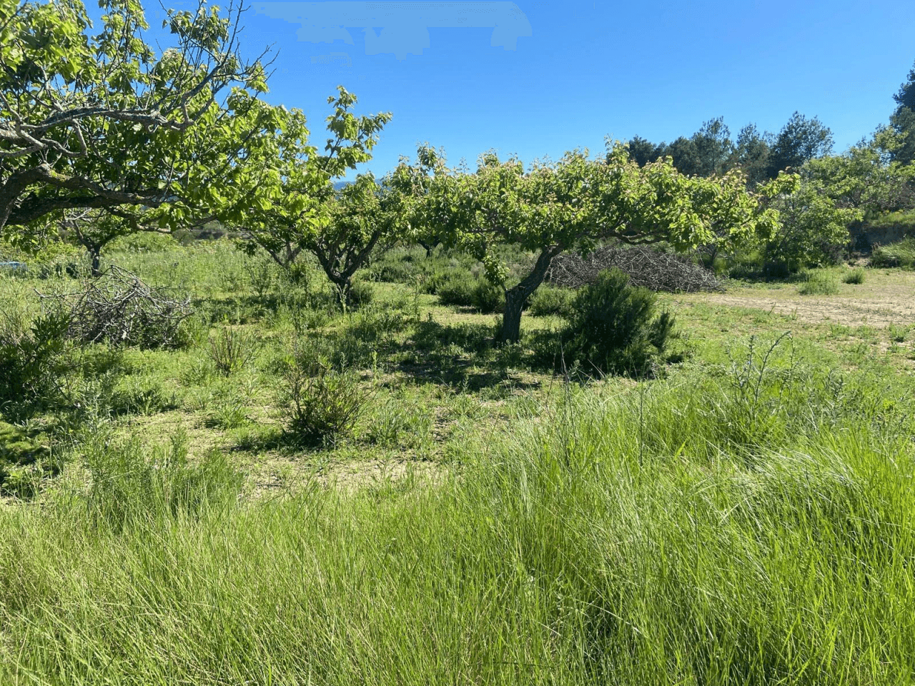Venta Finca rustica en El Palomar
