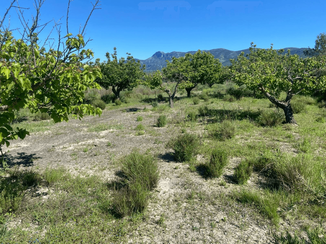 Venta Finca rustica en El Palomar