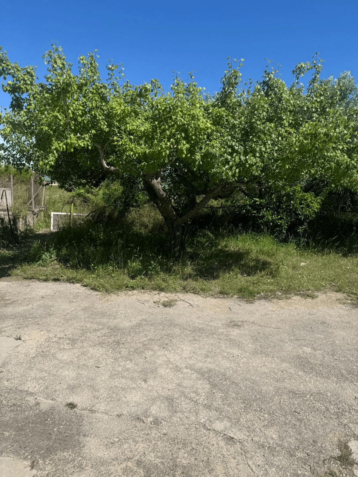 Casa de campo en Albaida con piscina y amplio terreno en venta
