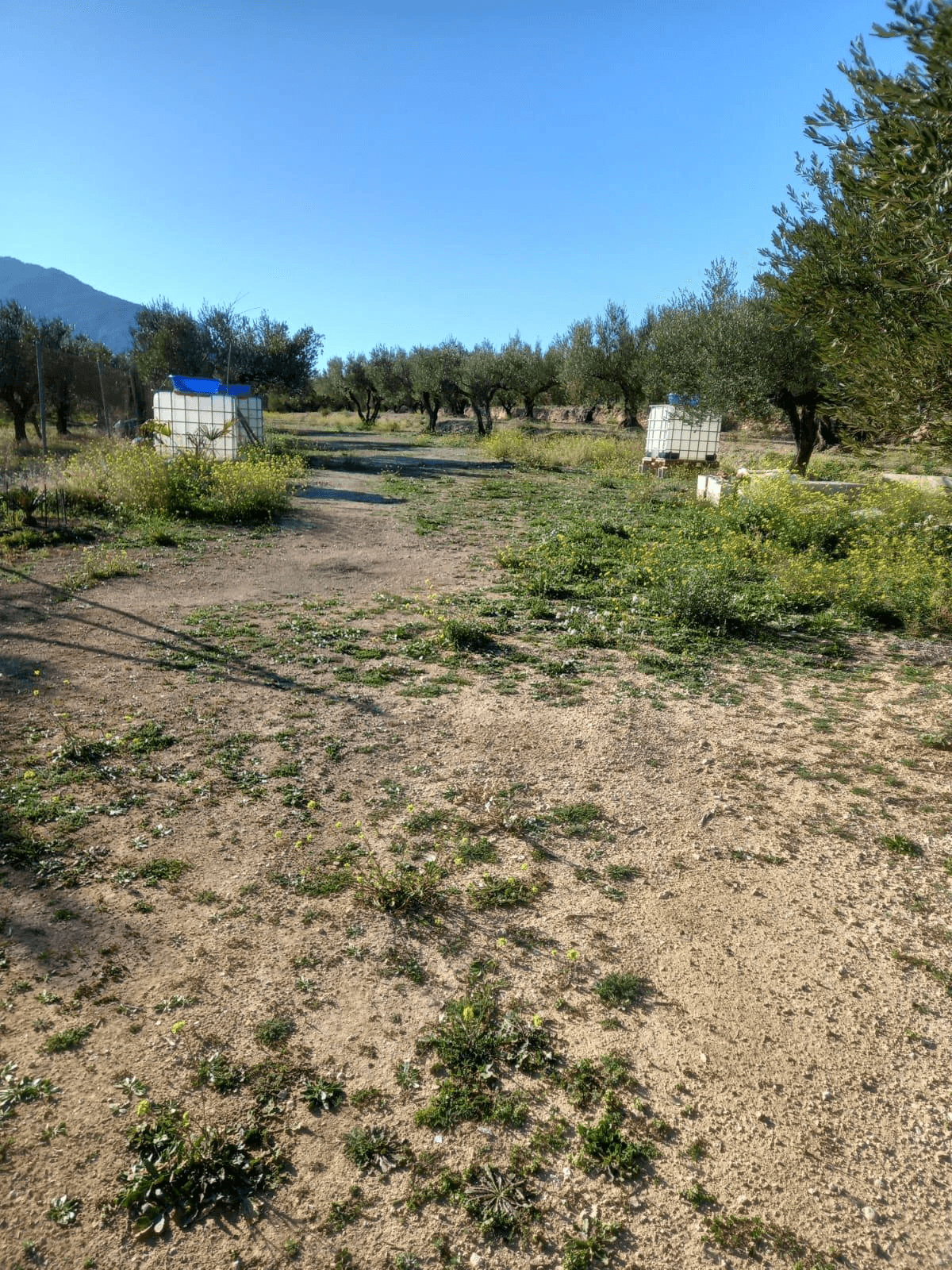 Venta PARCELA de OLIVOS en Quatretonda