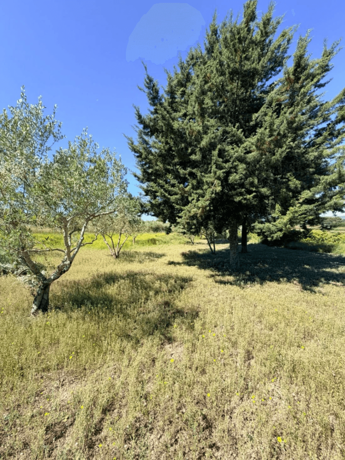 Casa de campo en Albaida con piscina y amplio terreno en venta