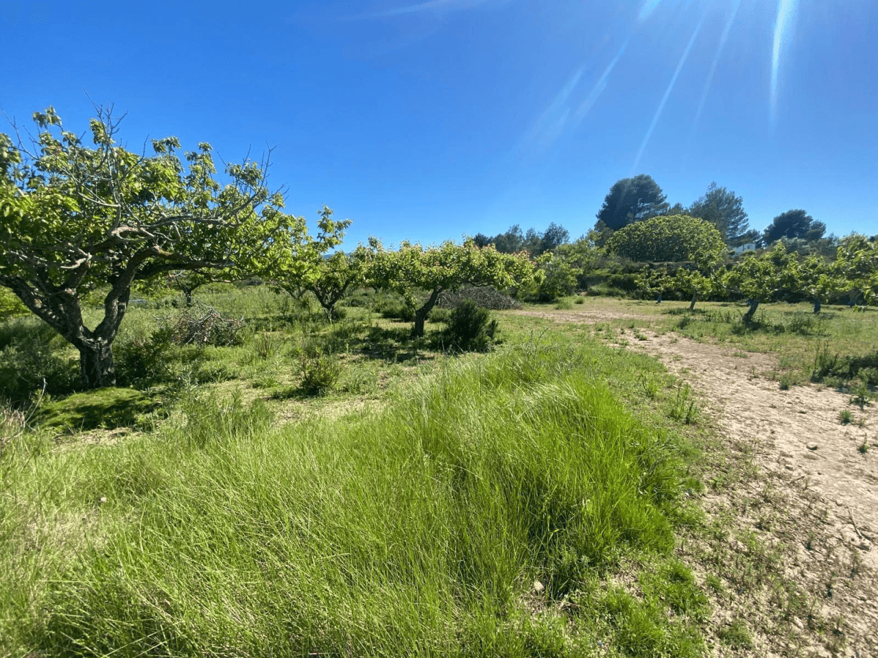 Venta Finca rustica en El Palomar