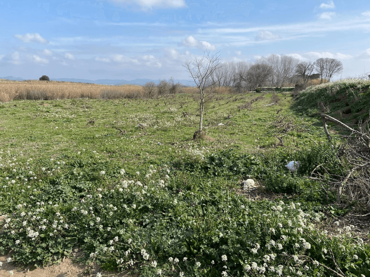 Lote de 3 terrenos (huerto) en montaverner