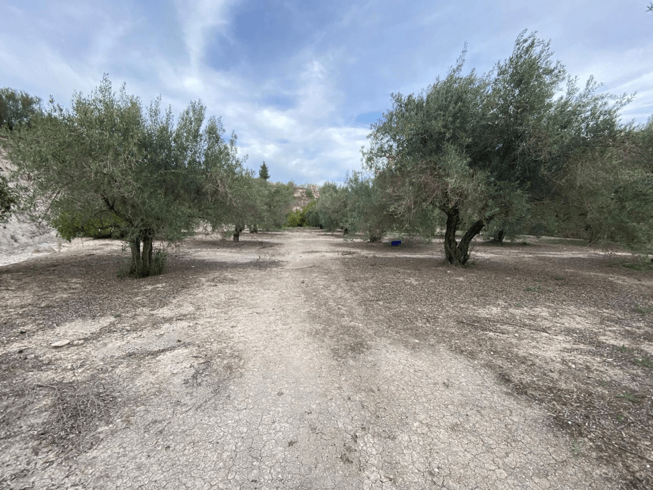 Venta de Parcela Albaida-Valencia