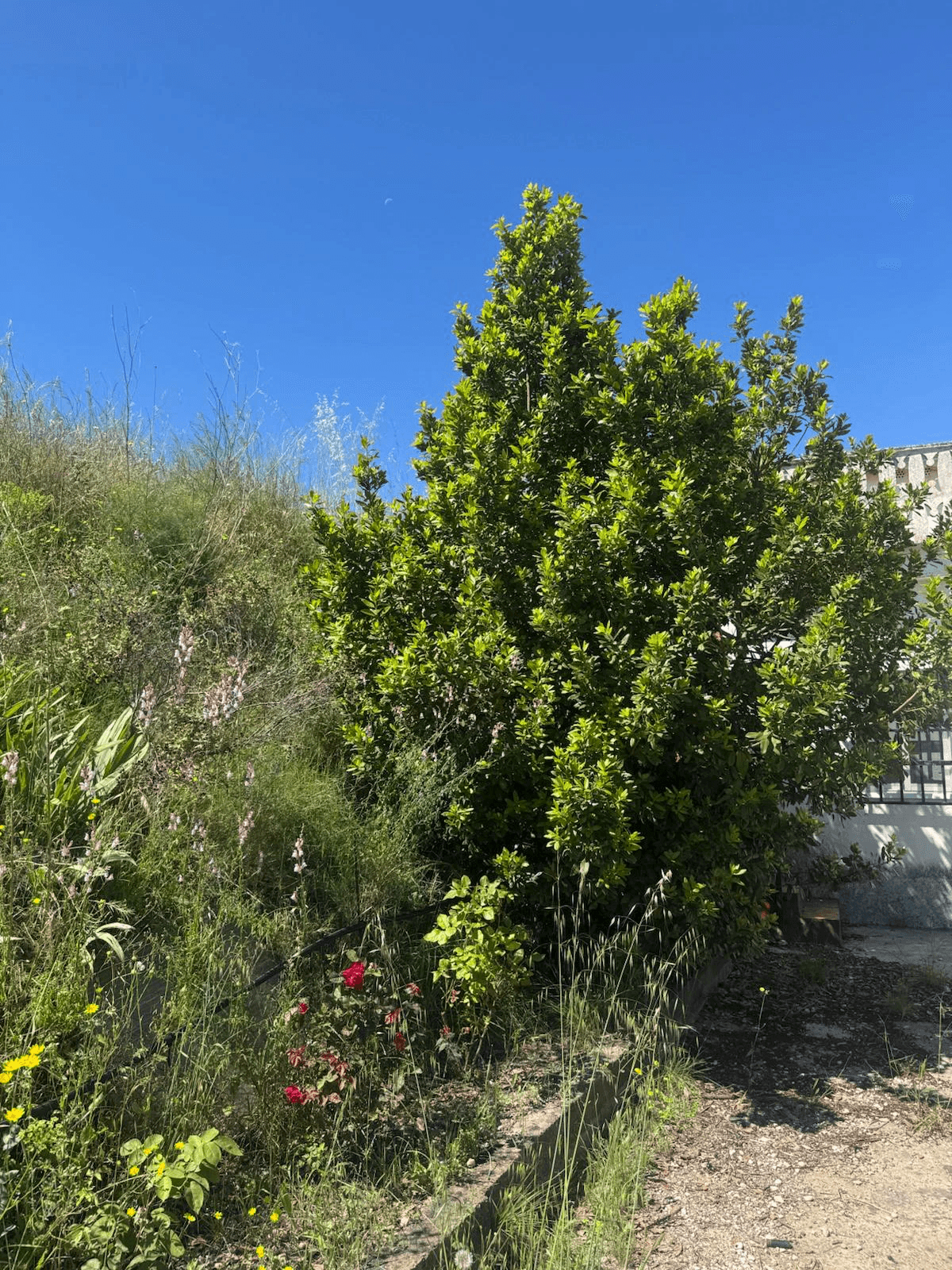 Casa de campo en Albaida con piscina y amplio terreno en venta