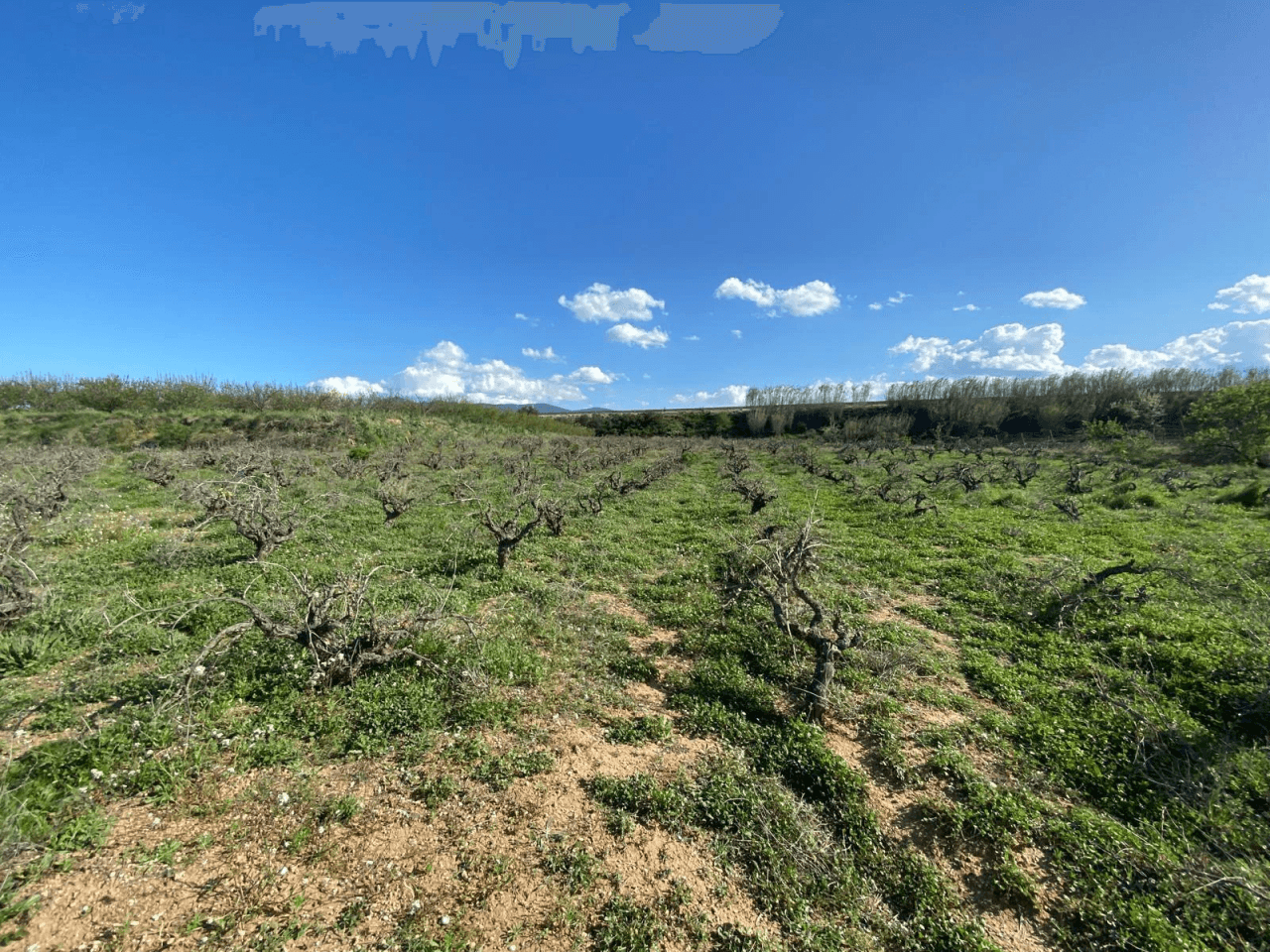 Venta parcela de viña en Montaverner-Valencia