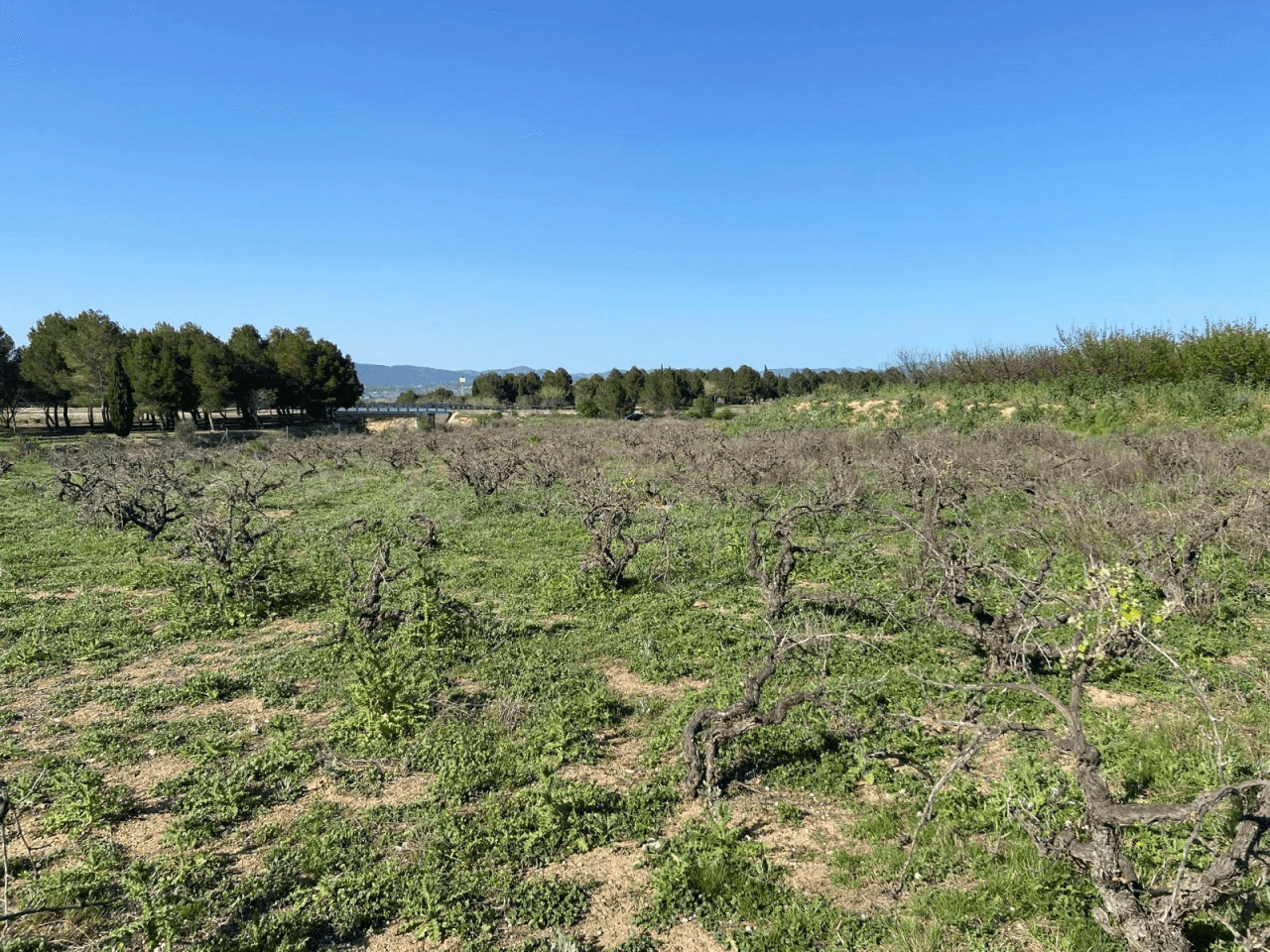 Venta parcela de viña en Montaverner-Valencia