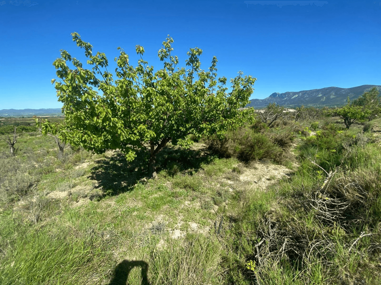 Venta Finca rustica en El Palomar