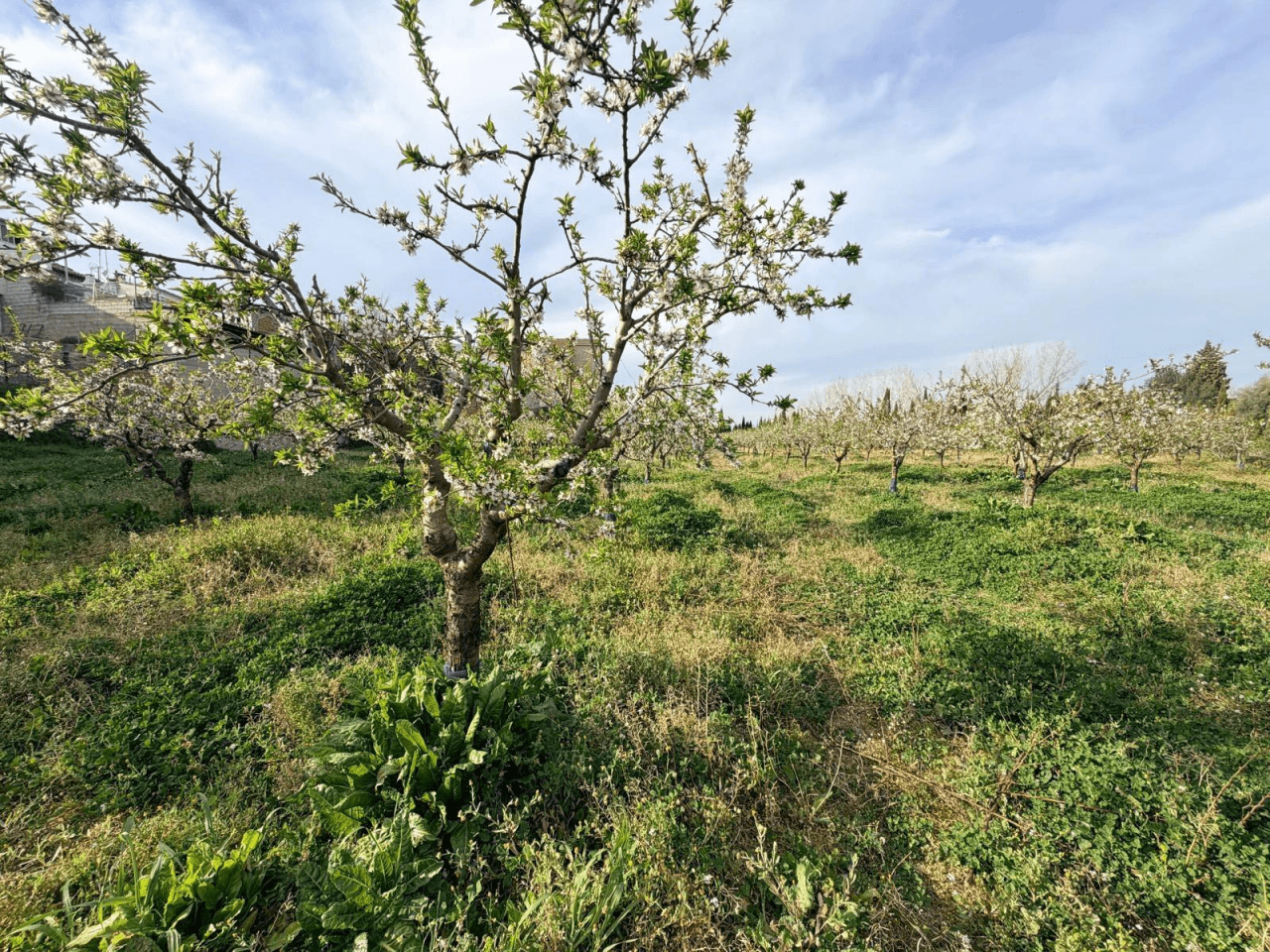 Venta Parcela en Albaida-Valencia