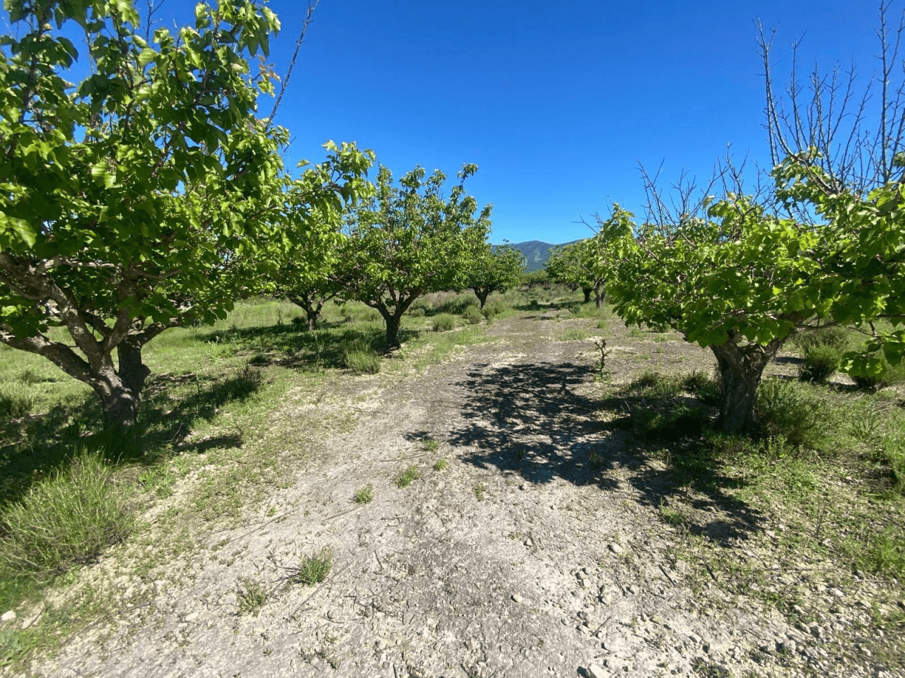 Venta Finca rustica en El Palomar
