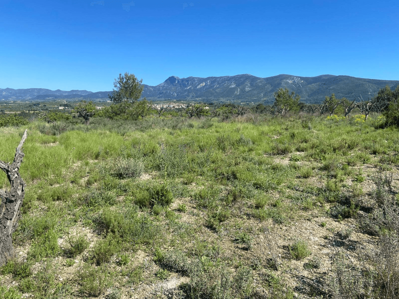 Venta Finca rustica en El Palomar