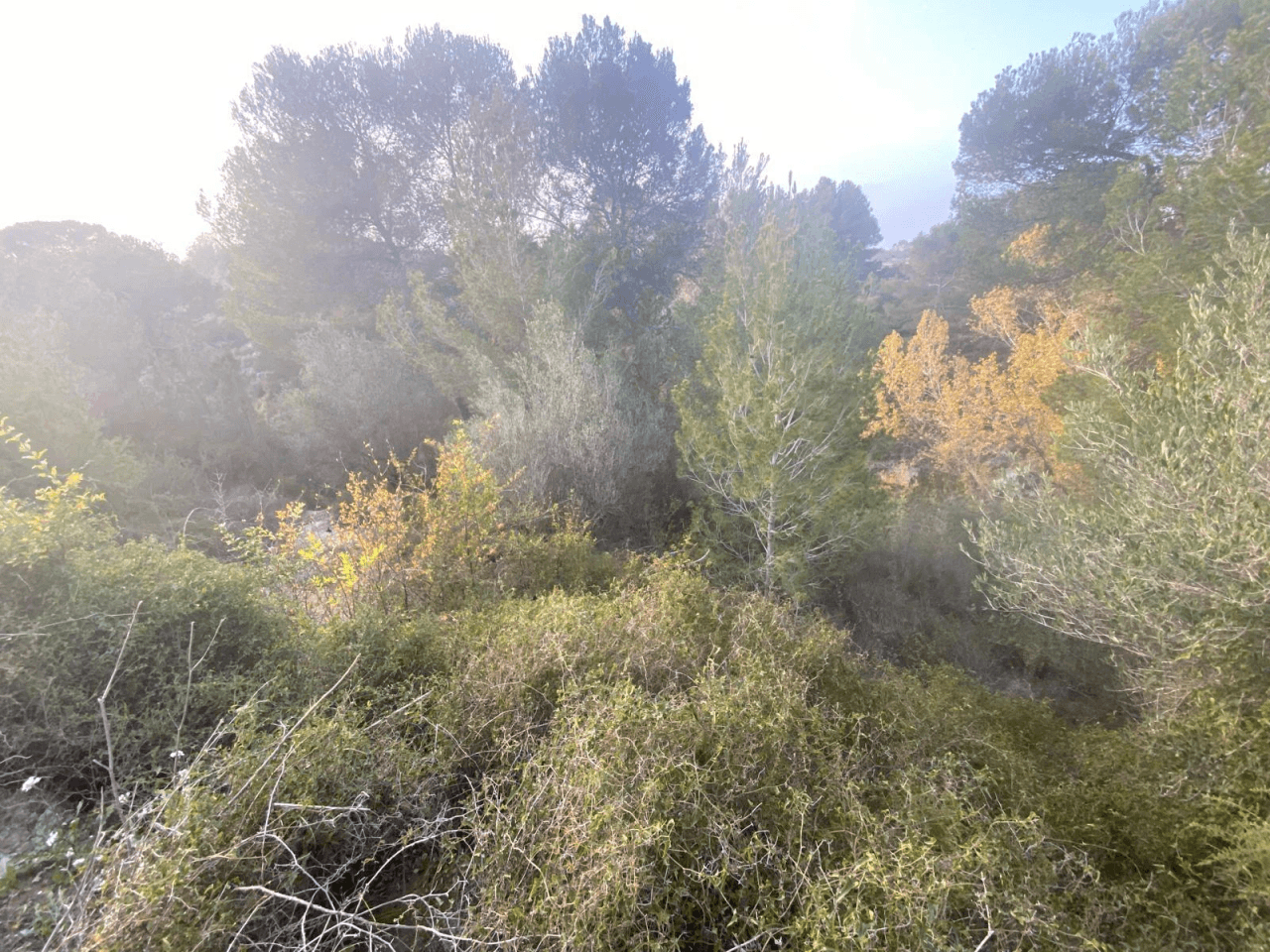 Parcela Rustica en Albaida-Valencia
