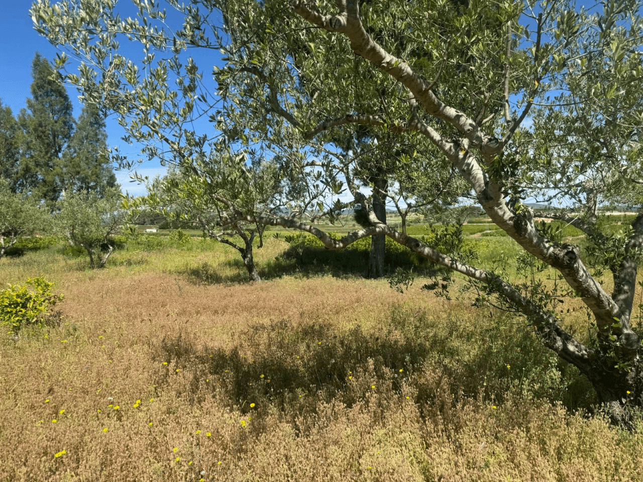 Casa de campo en Albaida con piscina y amplio terreno en venta
