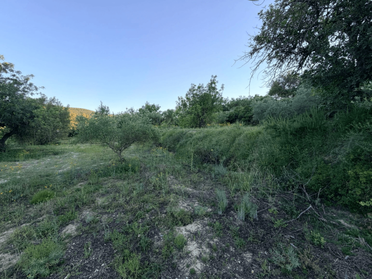 FINCA RÚSTICA CON MASÍA A REFORMAR | 35.000 m² | Vistas panorámicas