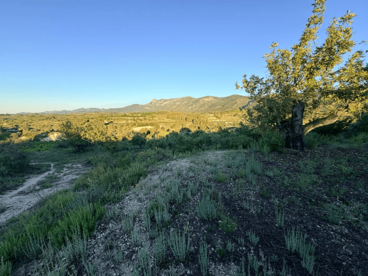 FINCA RÚSTICA CON MASÍA A REFORMAR | 35.000 m² | Vistas panorámicas