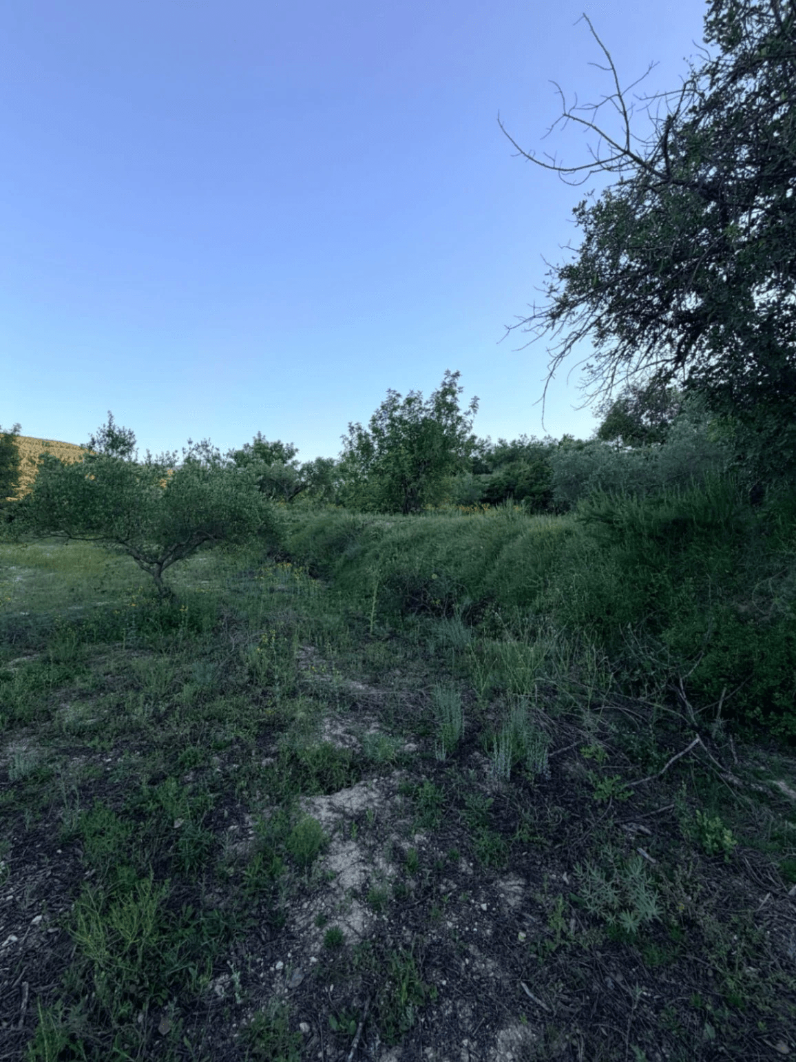 FINCA RÚSTICA CON MASÍA A REFORMAR | 35.000 m² | Vistas panorámicas