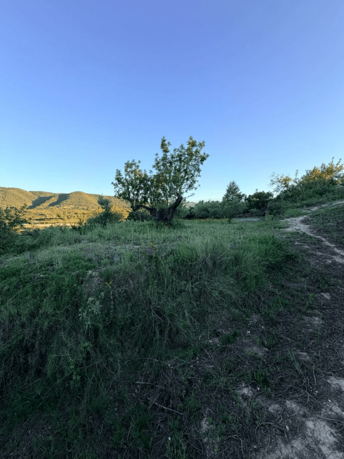 FINCA RÚSTICA CON MASÍA A REFORMAR | 35.000 m² | Vistas panorámicas