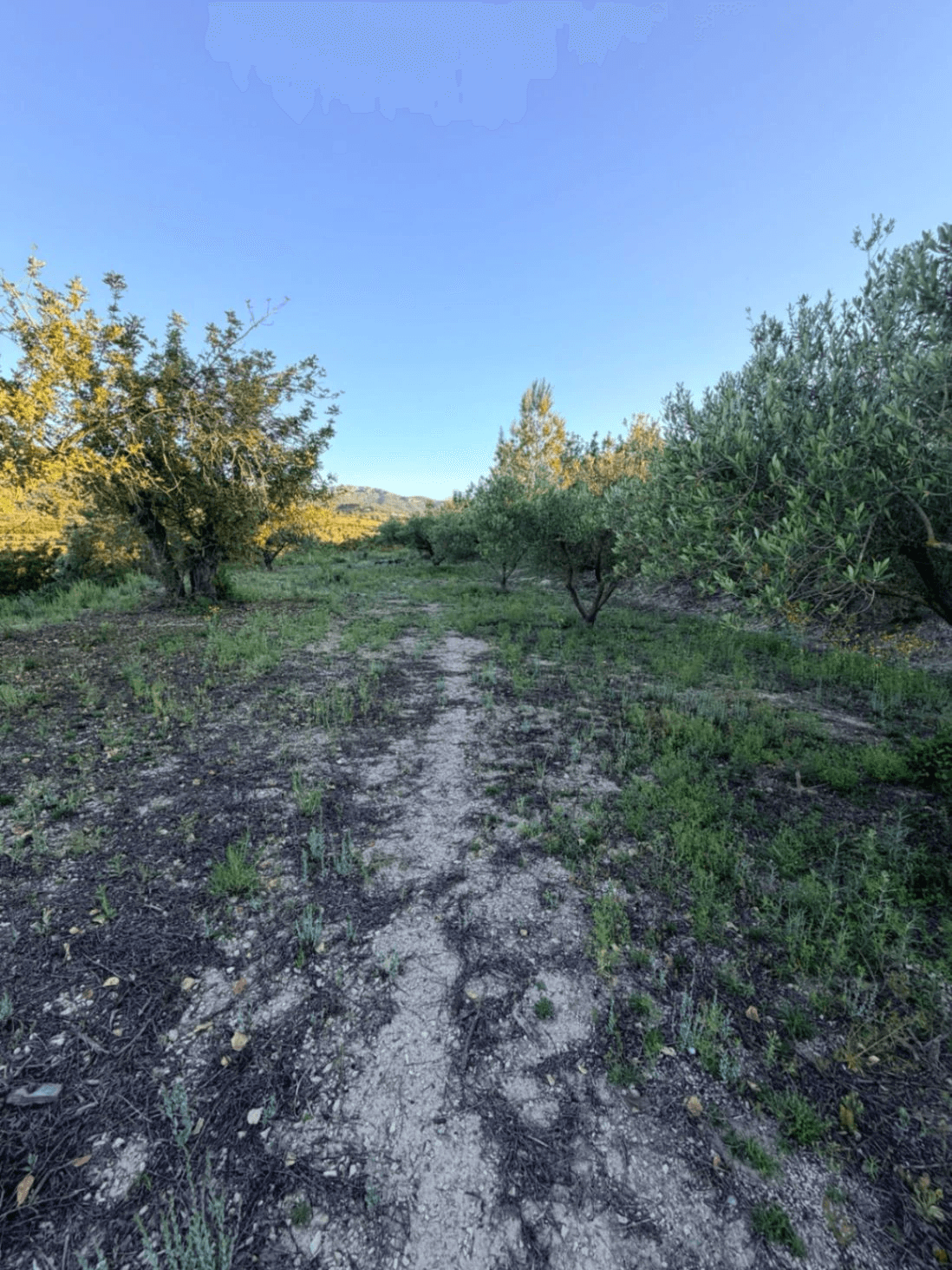 FINCA RÚSTICA CON MASÍA A REFORMAR | 35.000 m² | Vistas panorámicas