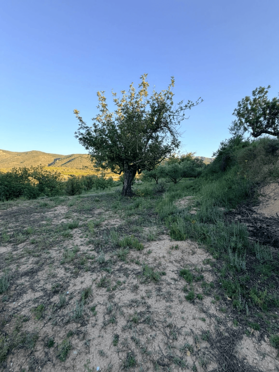 FINCA RÚSTICA CON MASÍA A REFORMAR | 35.000 m² | Vistas panorámicas