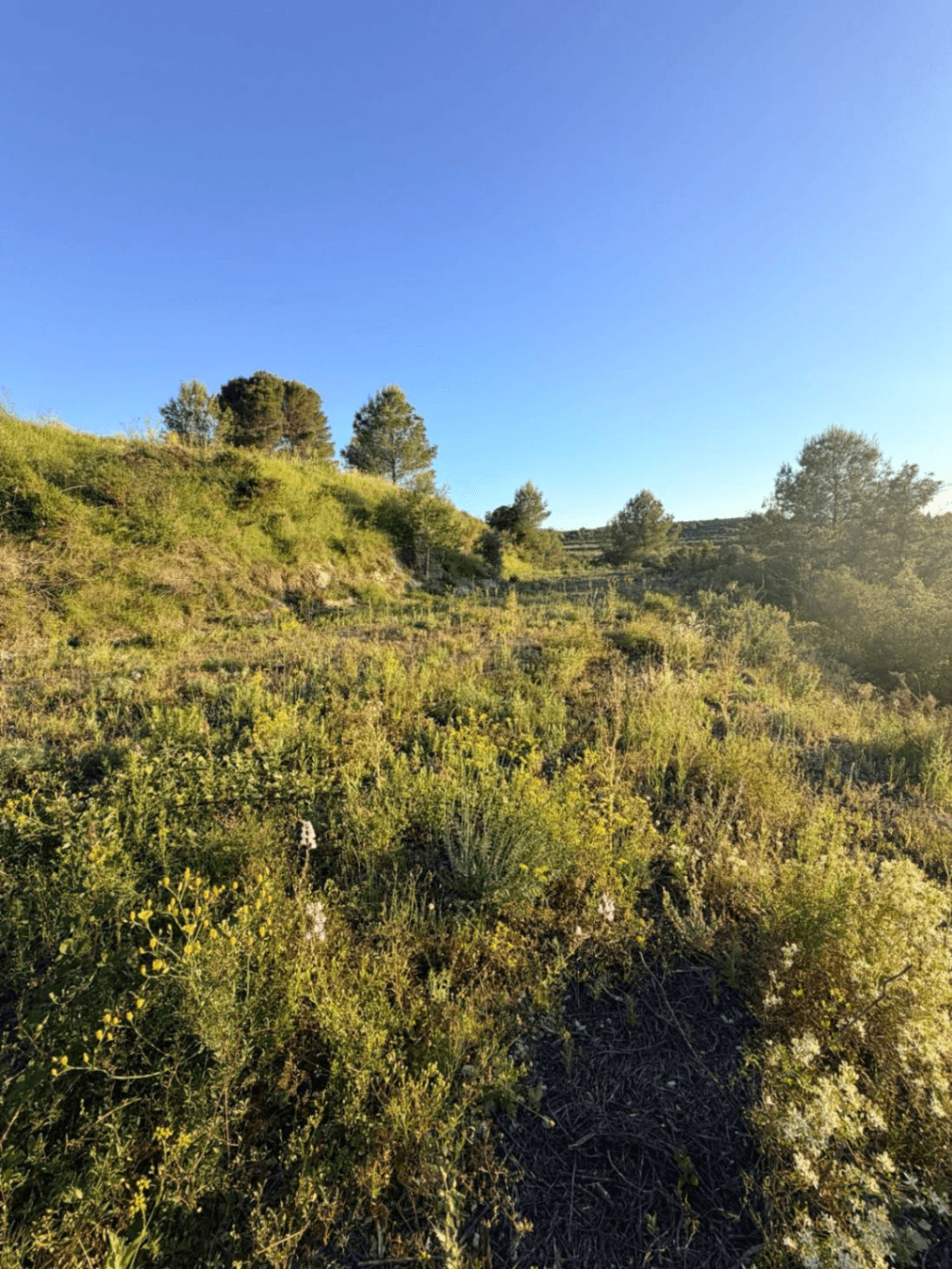 FINCA RÚSTICA CON MASÍA A REFORMAR | 35.000 m² | Vistas panorámicas