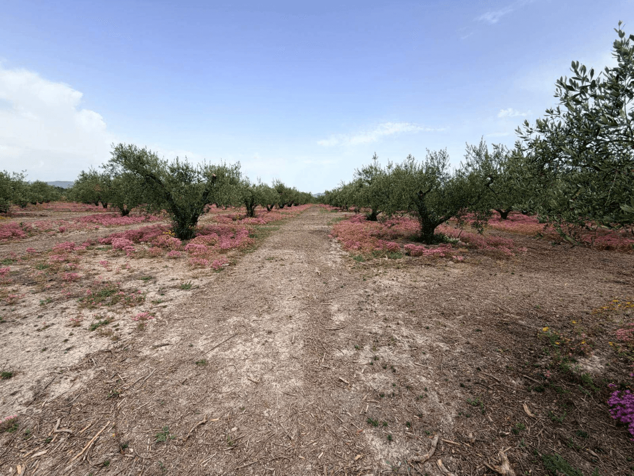 Parcela de olivos en venta en Albaida, Valencia - 16.646 m² disponibles